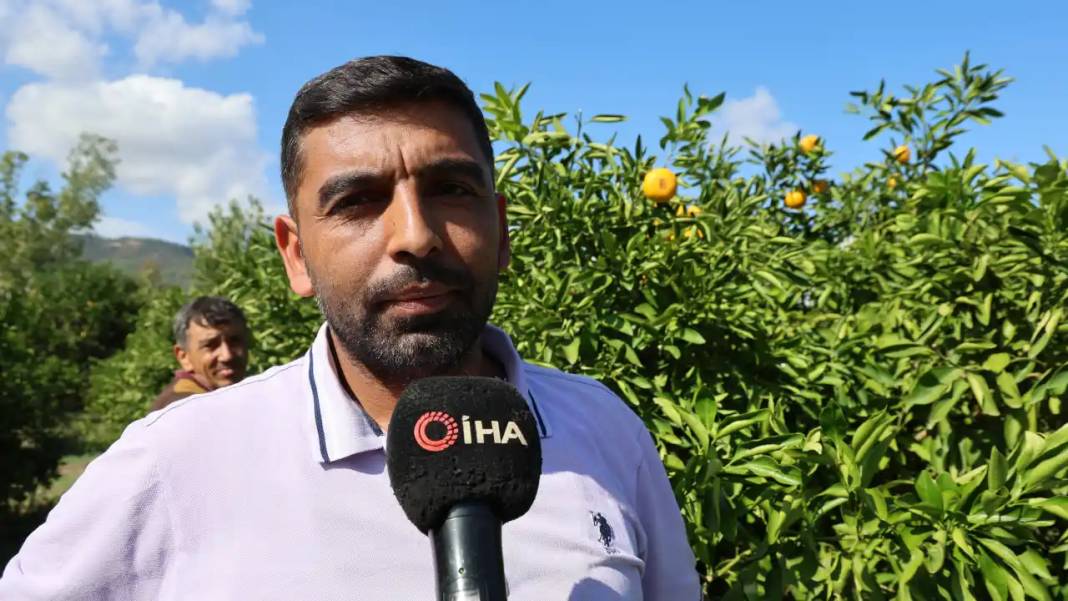 Adana’da Mandalina Hasadı Rekor Kırdı! Gelir Dibe Vurdu 3